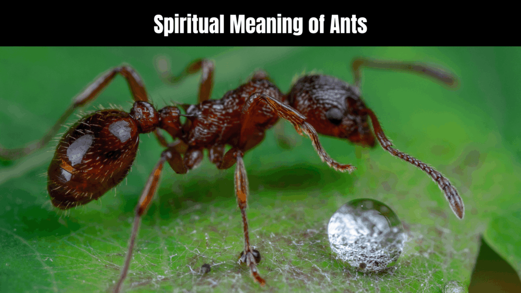 Spiritual Meaning of Ants