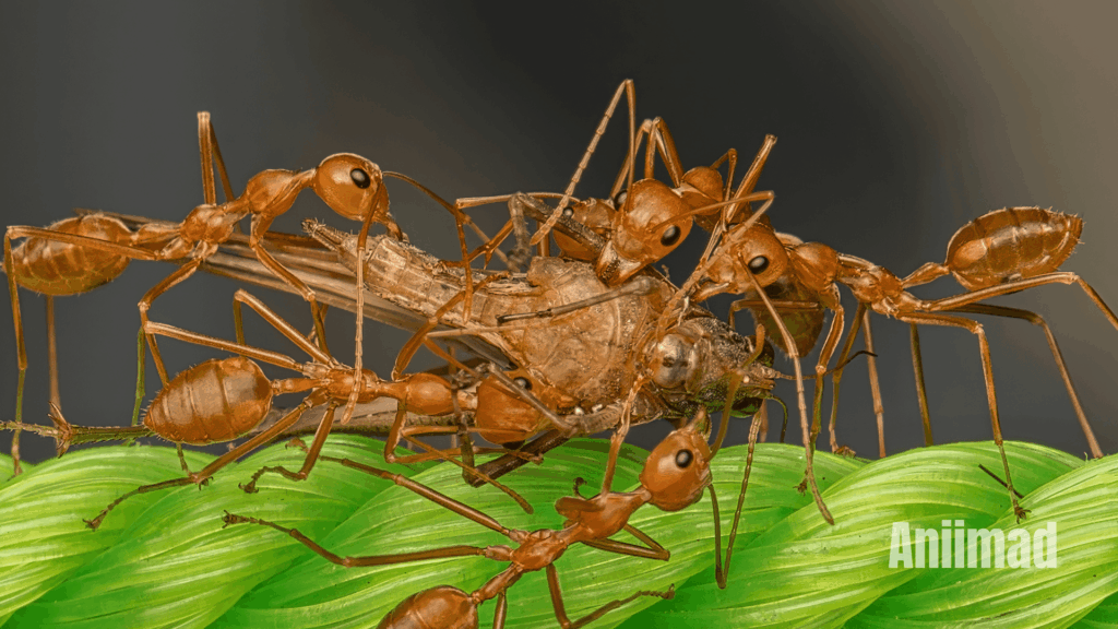 Spiritual Meaning of Ants