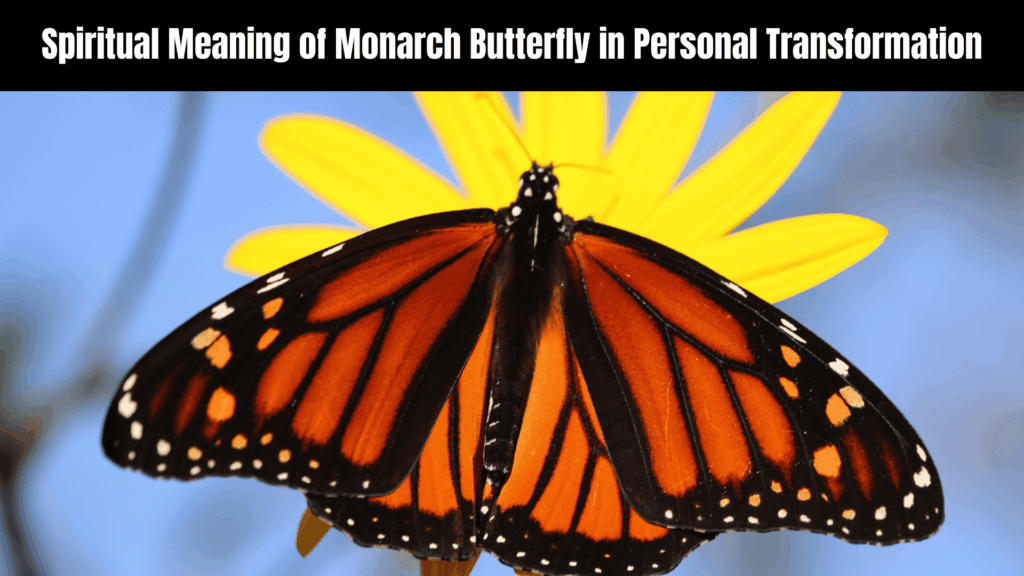Spiritual Meaning of Monarch Butterfly