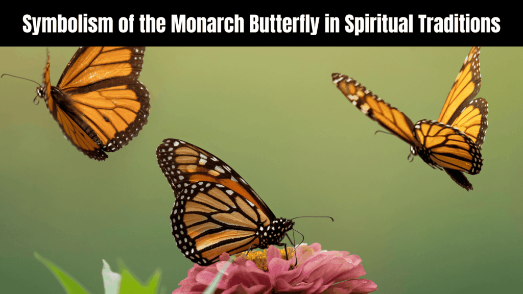 Spiritual Meaning of Monarch Butterfly