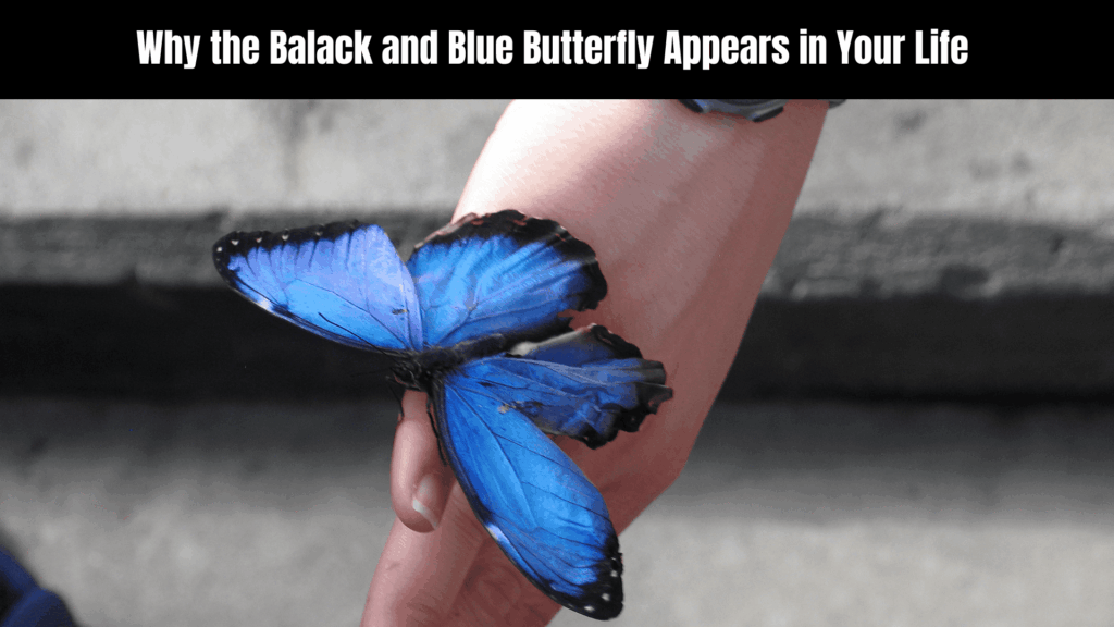 Balack and Blue Batterfly Spiritual Meaning
