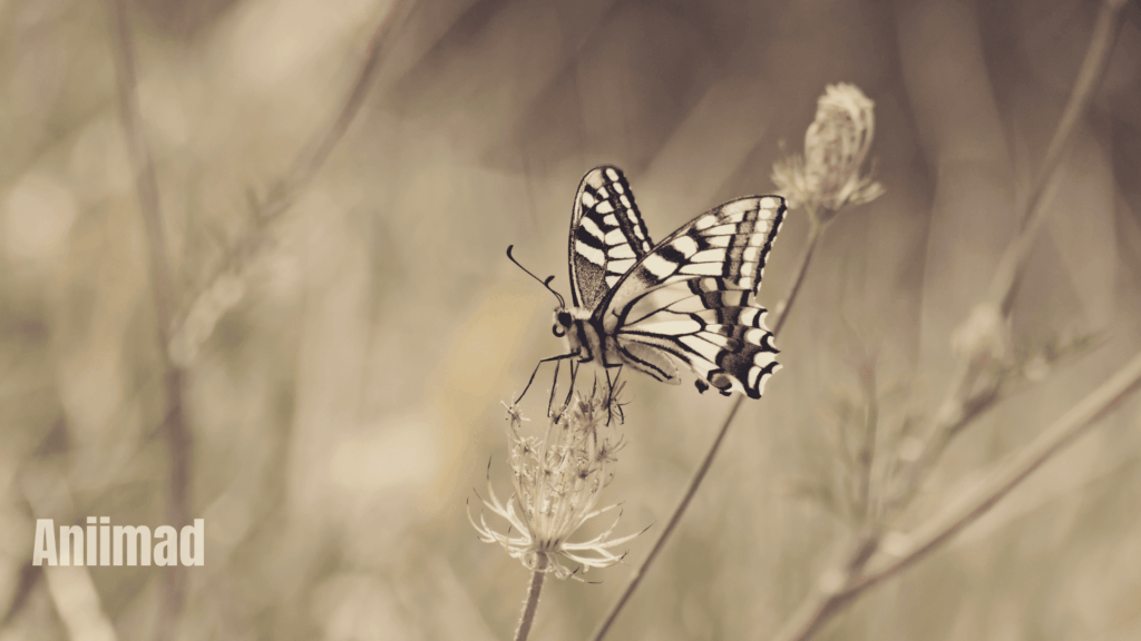 Balack and White Batterfly Spiritual Meaning