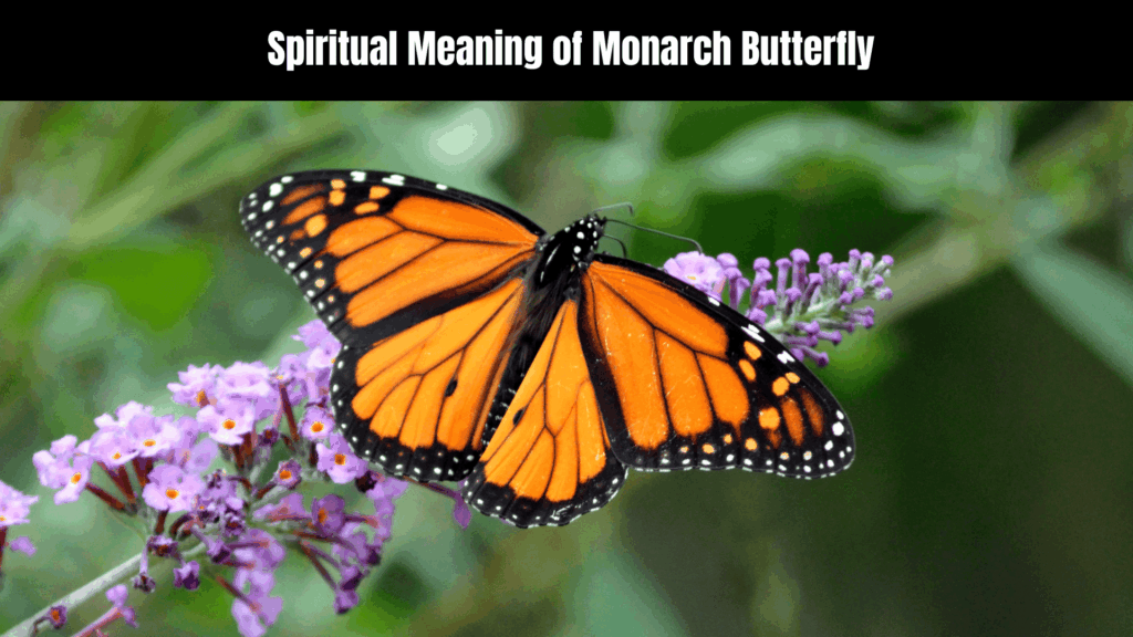 Spiritual Meaning of Monarch Butterfly