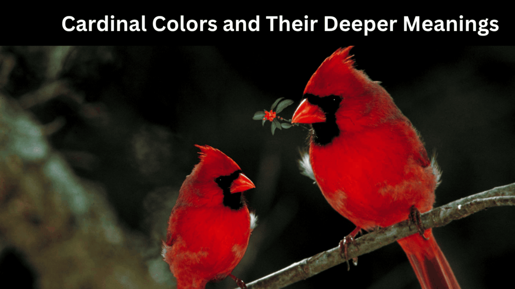 Spiritual Meaning of a Cardinal Bird