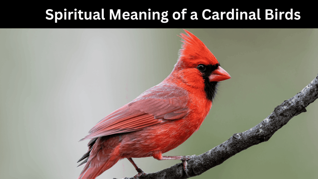 Spiritual Meaning of a Cardinal Bird