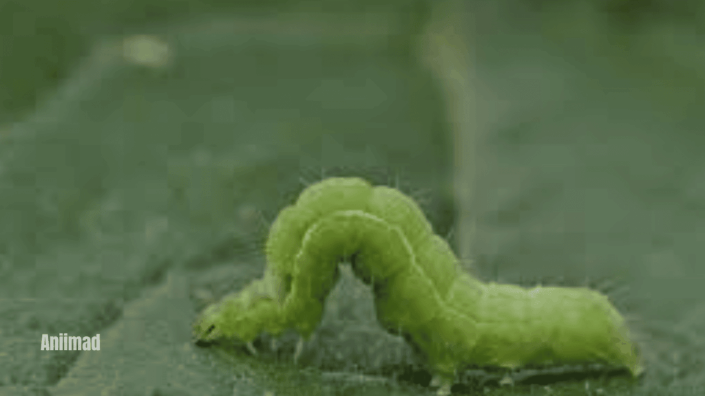 Cankerworm Spiritual Meanings