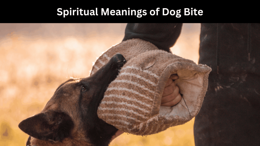 Spiritual Meanings of Dog Bite