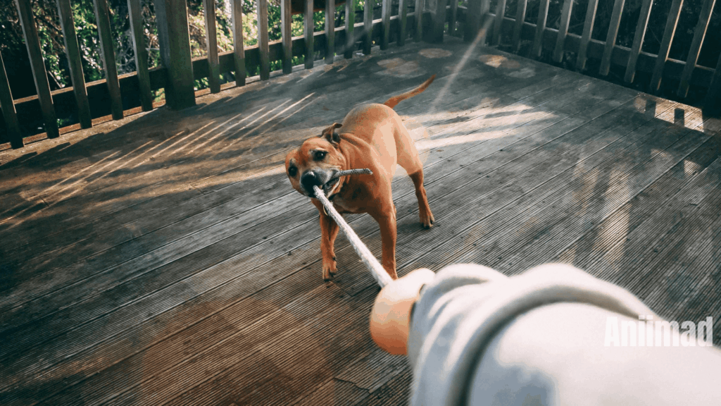 Spiritual Meanings of Dog Bite