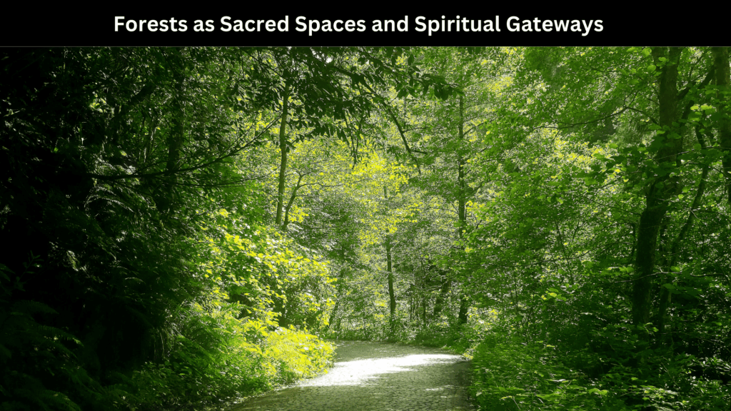 Spiritual Meaning of Forests