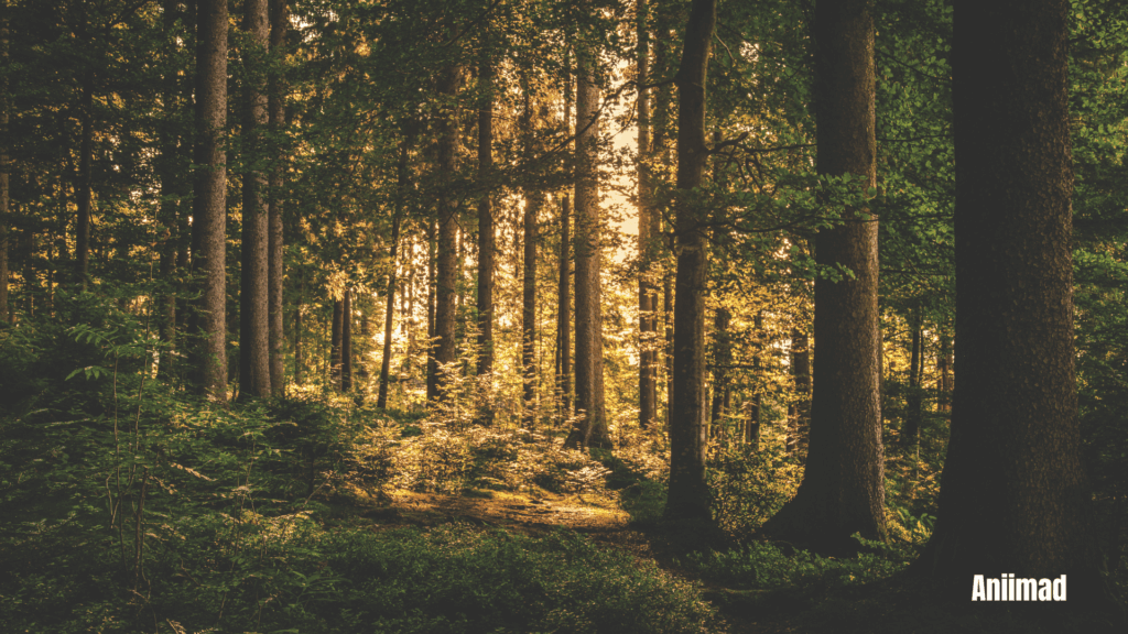 Spiritual Meaning of Forests