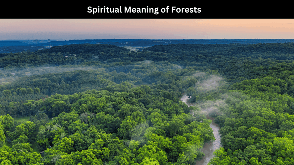 Spiritual Meaning of Forests