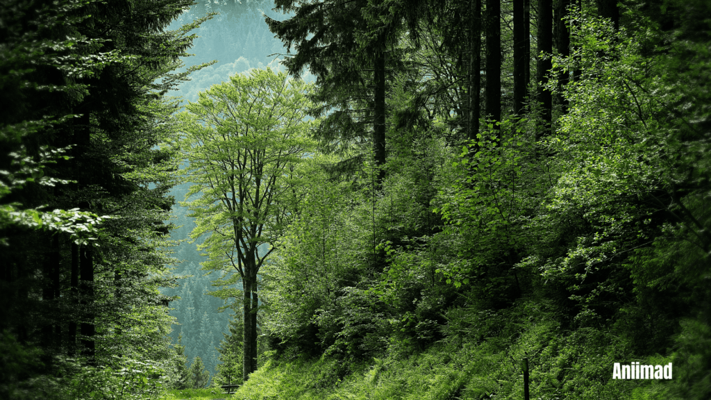 Spiritual Meaning of Forests