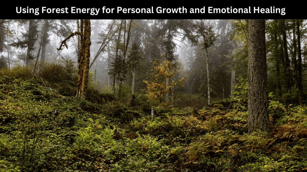 Spiritual Meaning of Forests