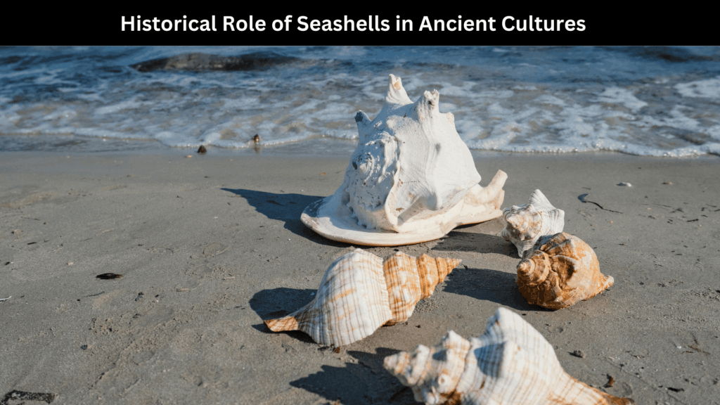  
 	
Spiritual Meaning of Seashells