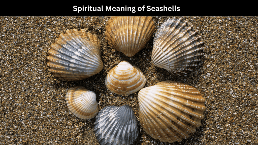  
 	
Spiritual Meaning of Seashells