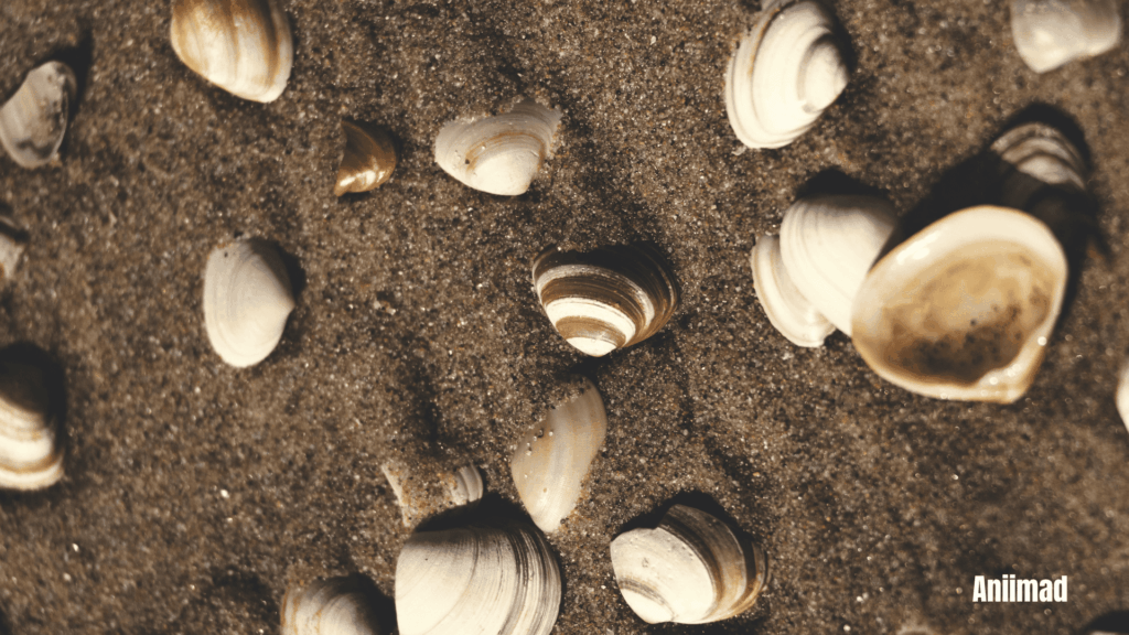  
 	
Spiritual Meaning of Seashells