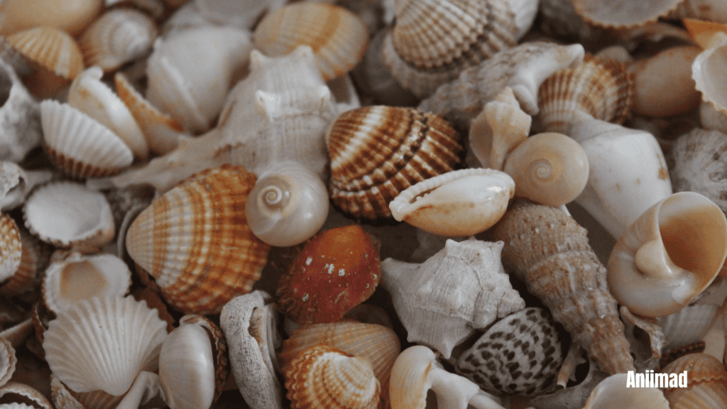  
 	
Spiritual Meaning of Seashells